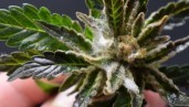 IMG Comment éviter que la moisissure n’attaque votre récolte de cannabis ?