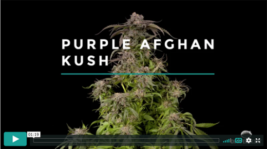 Purple Afghan Kush Video