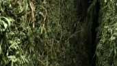 IMG Come raccogliere, realizzare il trimming, essiccare e conciare le tue piante di cannabis