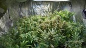 IMG Conseils de base pour bien commencer une culture de cannabis en intérieur