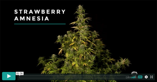 Video Strawberry Amnesia