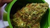 IMG 7 Wege, gutes Marihuana zu ruinieren