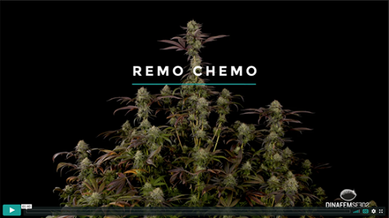 Remo Chemo-Video