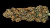 IMG Grow Report de Bubba Kush CBD: marihuana de CBD con algo más de punch de lo habitual