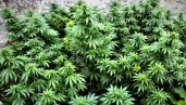 IMG Les 5 meilleures graines de cannabis à taux élevé de CBD