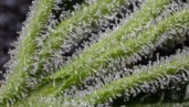 IMG 5 claves sobre la maduración y cosecha de la marihuana