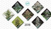 IMG Nouvelles variétés de cannabis 2018