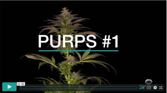 Purps #1-Video