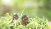 IMG Entourage effect and therapeutic CBD: Isolated or in combination with other compounds?