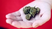IMG Du cannabis en magasin ? Le CBD et son statut juridique international