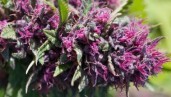 IMG Quelles sont les différentes parties d'une fleur de cannabis ?