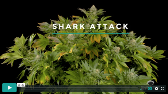 Shark Attack- Video