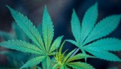 IMG Anatomia della cannabis: parti fondamentali di una pianta