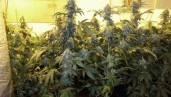 IMG Dinachem Grow Report: Whether clone or seed 