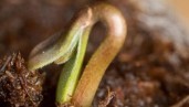 IMG When to germinate your seeds for outdoor growing