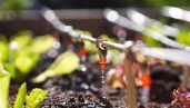 IMG Pros and cons of drip irrigation for cannabis growing