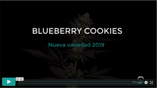 Vídeo Blueberry Cookies
