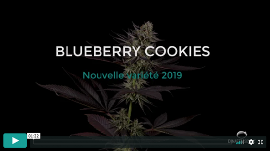 Vidéo Blueberry Cookies