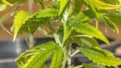 IMG Nutrient deficiencies and excesses in cannabis growing