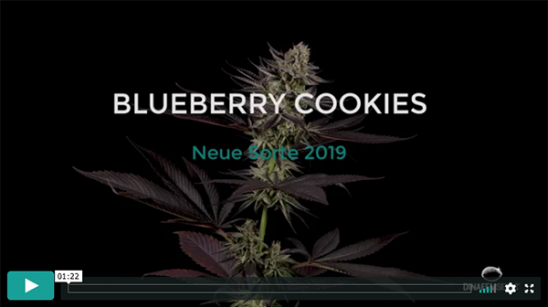 Blueberry Cookies-Video