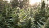 IMG Cinco cosas sobre la marihuana que no sabemos y que es necesario investigar más