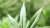 IMG Verheerend und mysteriös: Cannabis