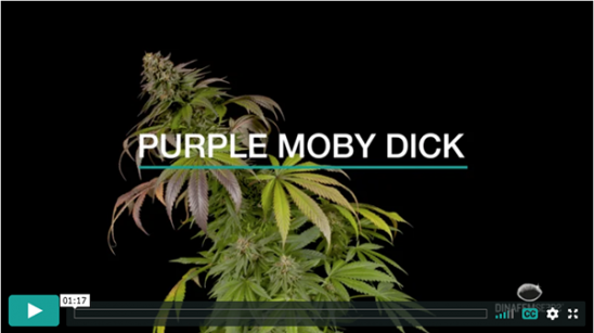 Vídeo Purple Moby Dick