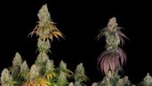IMG Blue Kush Grow Report: A colourful spectacle with monster yields