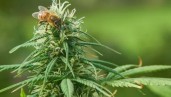 IMG Cannabis honey, the latest craze in the cannabis world
