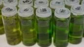 IMG Elaborazione ed analisi di campioni di cannabis: cosa si fa nel laboratorio di Dinafem Seeds II