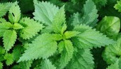IMG Plant of the month: Nettle