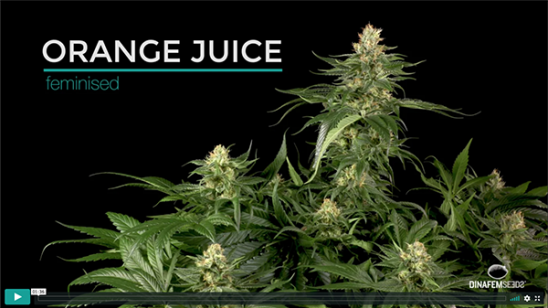 Vidéo Orange Juice