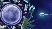 IMG Quel est l’effet du cannabis sur les spermatozoïdes ?
