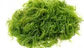 IMG Las algas verdes: una fuente de problemas en el cultivo de marihuana