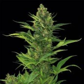 Amnesia XXL Autoflowering 