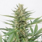 Cheese XXL Autoflowering 