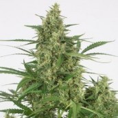 Critical + 2.0 Autoflowering 