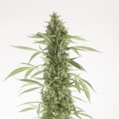 Moby Dick XXL Autoflowering 