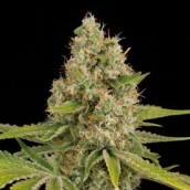 OG Kush 