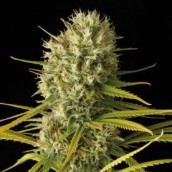 Original Amnesia 