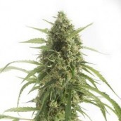 White Widow XXL Autoflowering 