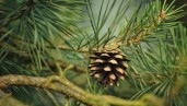IMG What is pinene?
