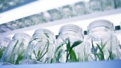 IMG Tissue culture applied to cannabis