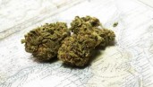 IMG 8 common myths about cannabis whose origin you may not know