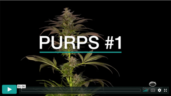 Purps #1- Video