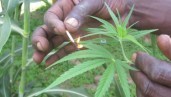 IMG El CBD y la marihuana medicinal en África