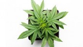IMG Top 10 frequently asked questions about cannabis growing