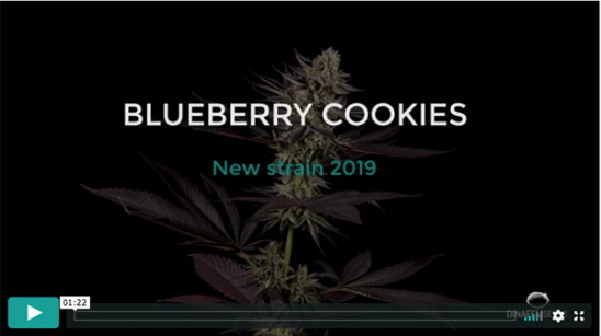 Video Blueberry Cookies