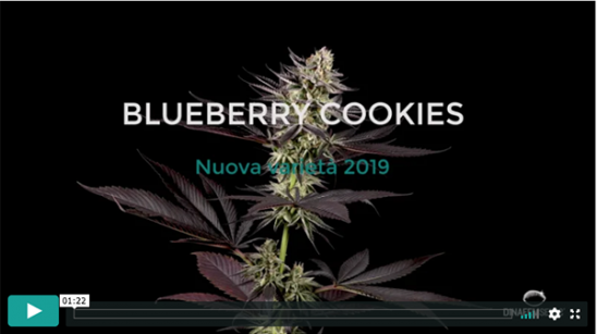 Video Blueberry Cookies