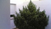 IMG Moby Dick grow report: how to obtain a bumper quality crop in extreme conditions